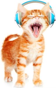 Beautiful cat with headphones isolated on white