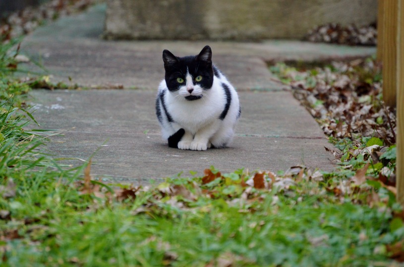 community-cats-education