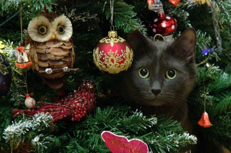 Happy Holidays from the Community Cats Podcast