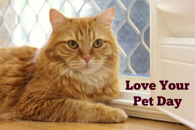 Love your Pet Day