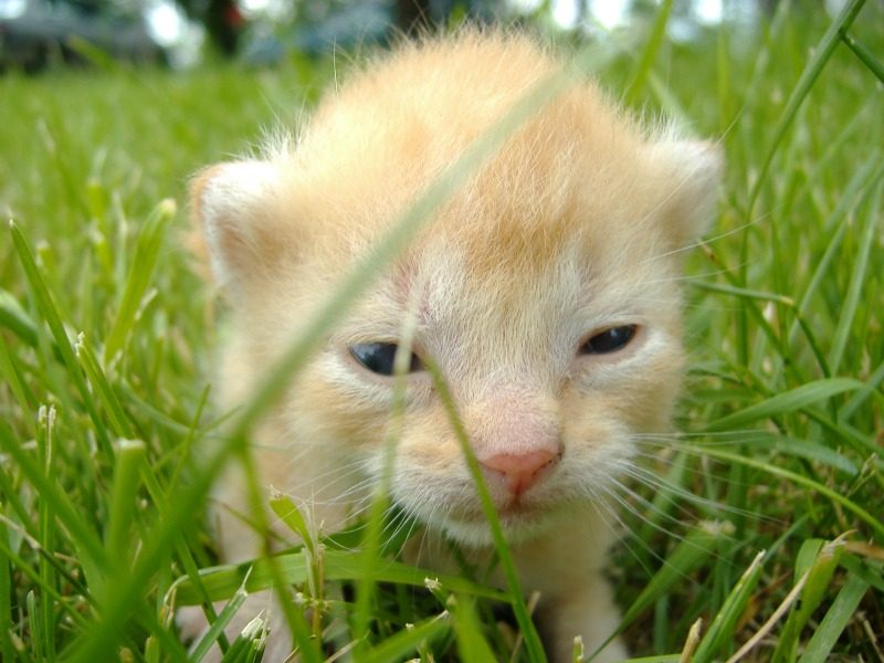 Preparing for Kitten Season and Trapping