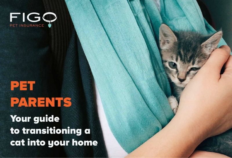 How to Introduce Cats to New Environments