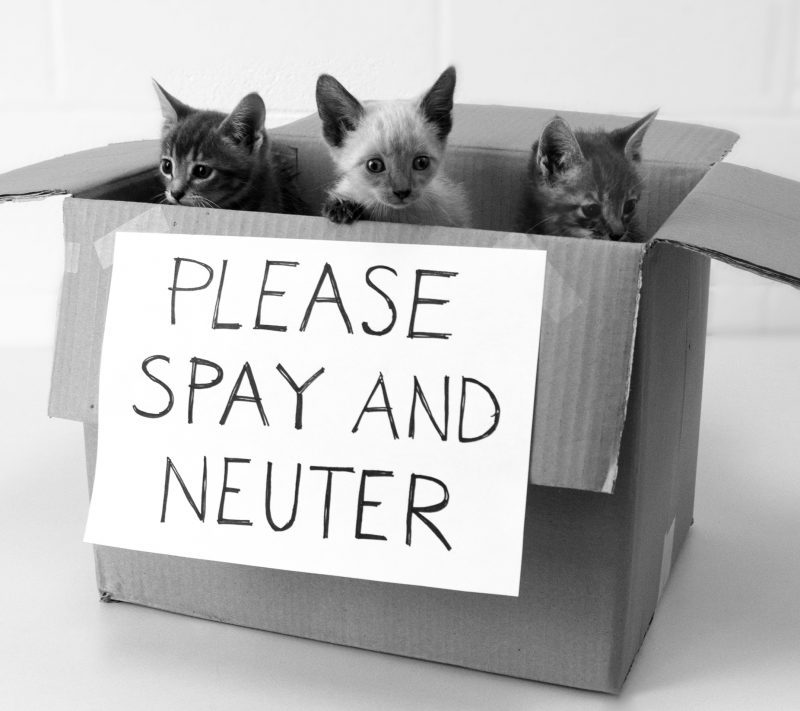 It’s all about Spay/Neuter Baby