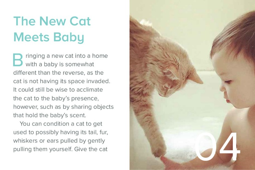 How to Introduce Cats to New Environments