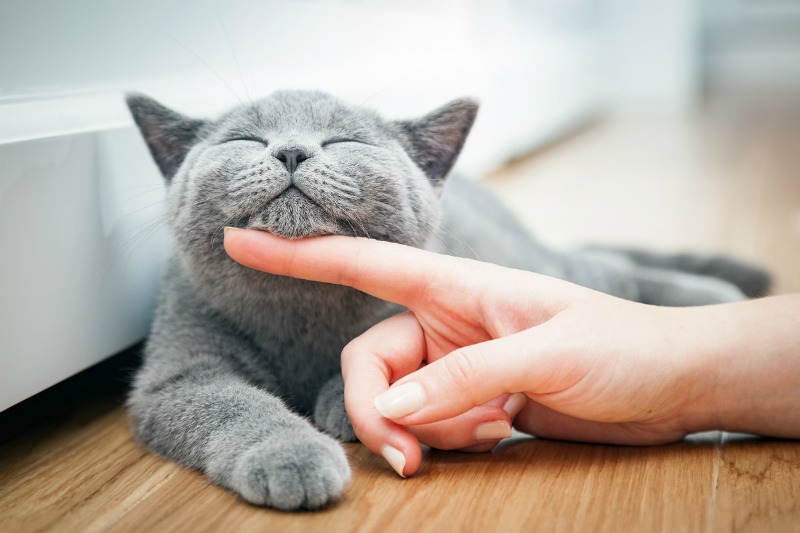 How To Understand The Body Language Of Your Cat