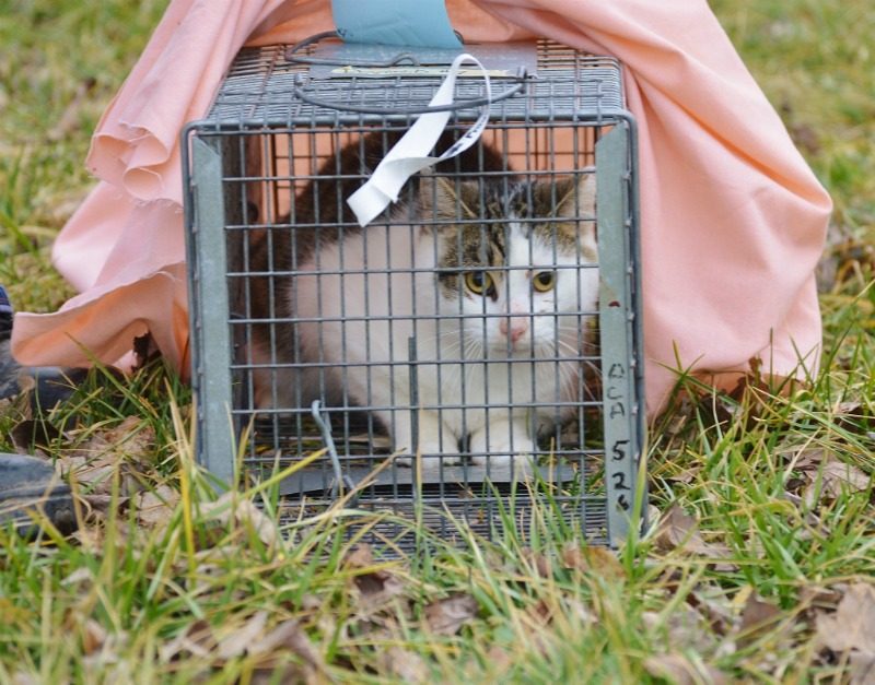 A Call to Action for Creating Statewide Community Cat Networks