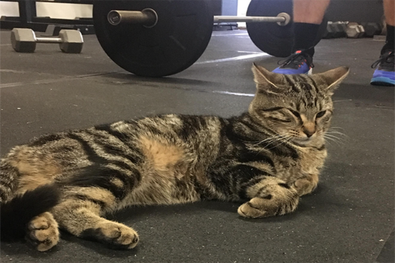 Cats and Crossfit