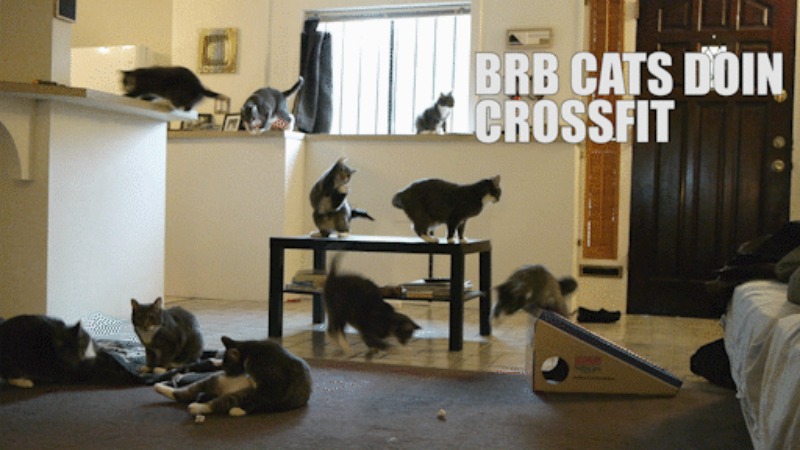 Cats and Crossfit