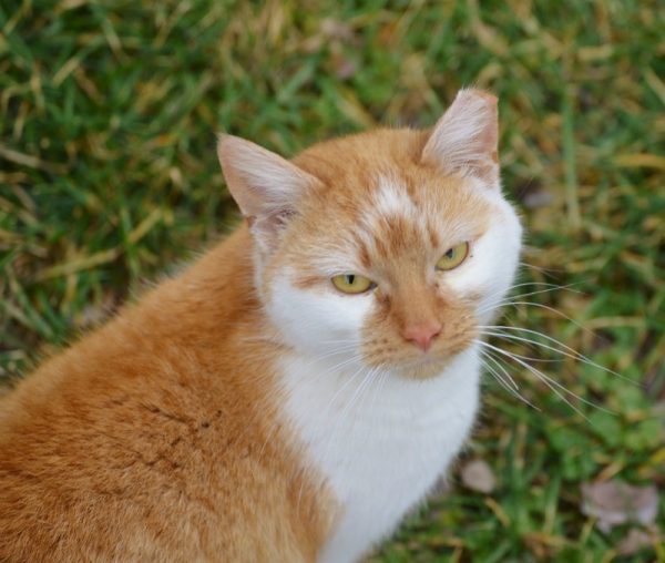 What To Do When a Cat Knocks on Your Door