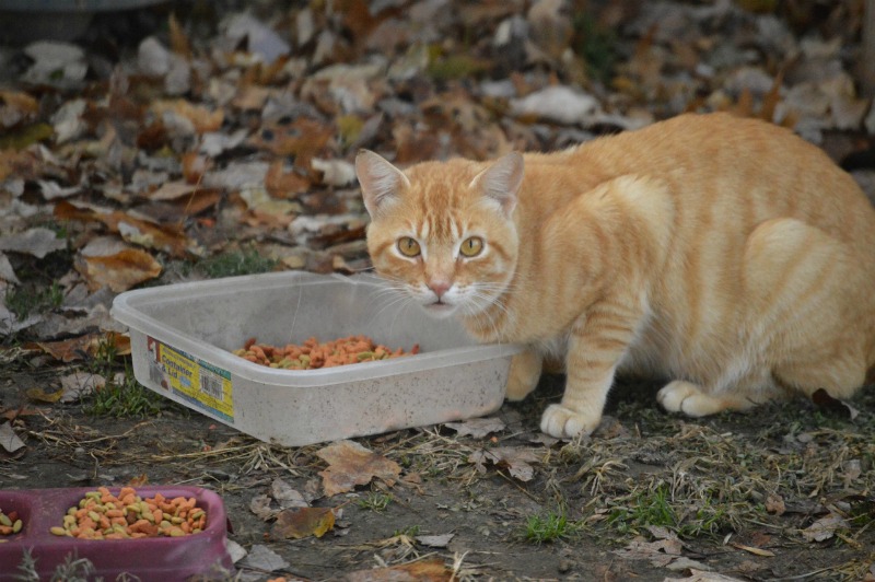 What To Do When a Cat Knocks on Your Door