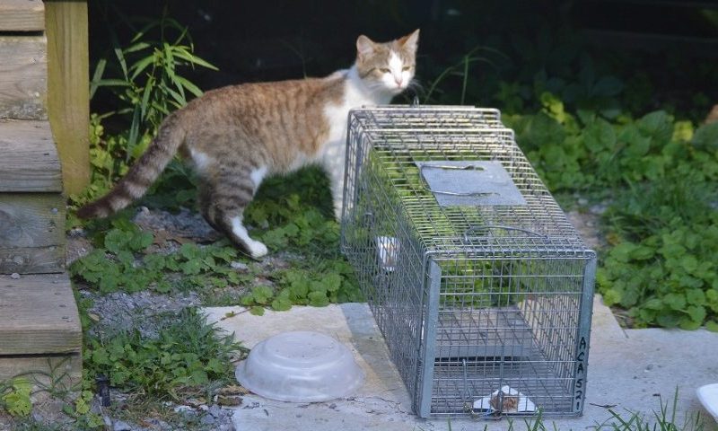 Time to Think About Winterizing Feral Cat Shelters