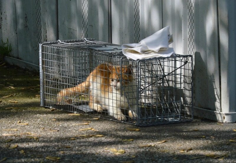 Sorry, This Clinic is for Cats Only