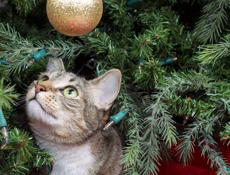 A Community Cat's Christmas