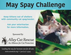 May_Spay_Challenge