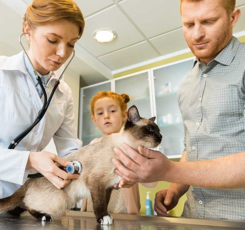 veterinarian