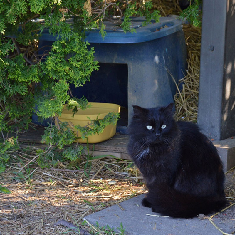 Stray Cat TNR - I know straw doesn't look as comfy and cozy as a