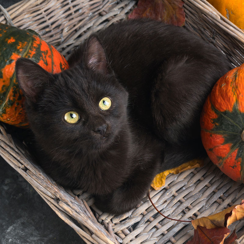 Scrapbooking Halloween Black Cat Paper, Party & Kids cindyclinic.jp