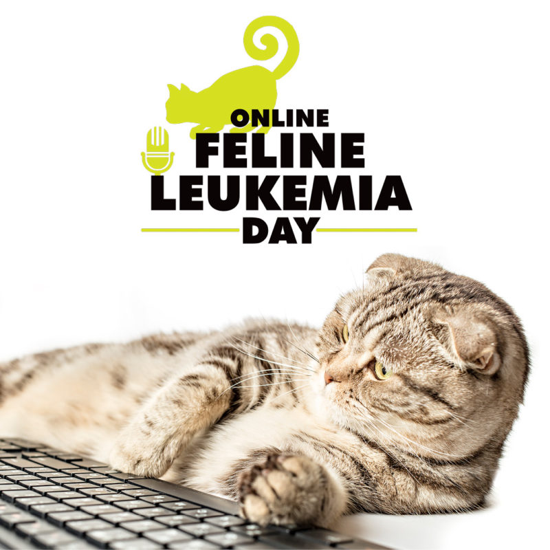 2023 Online Feline Leukemia Day