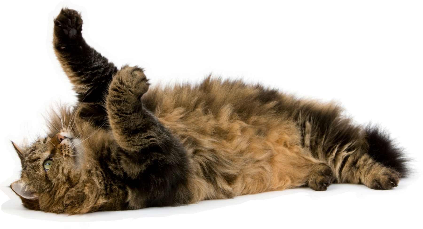 A long haired tabby cat laying down and reaching up with it's paws.