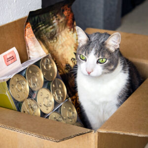 a calm, adult, tabby and white cat sitting in a cardboard box with cat supplies like a case of canned food and a bag of dry food