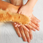 three human hands placed on top of each other with an orange cat paw on top symbolizing teamwork