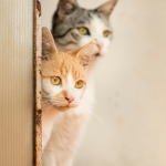 Two cats peeking curiously around a corner, symbolizing what’s new for community cats in 2025 and their inquisitive nature.