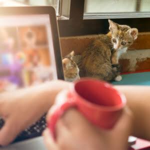 Discover what’s new for community cats in 2025 as a person works on a laptop with two curious kittens peeking in the background.